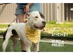 Adopt Disney a Pit Bull Terrier, Mixed Breed