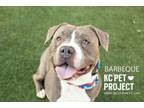 Adopt Barbeque a Pit Bull Terrier, Mixed Breed