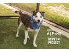 Adopt Alpine a Siberian Husky, Mixed Breed