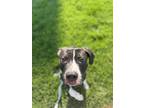 Adopt Checkers a Pit Bull Terrier, Mixed Breed