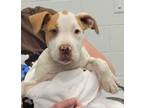 Adopt Elvis a Pit Bull Terrier, Mixed Breed