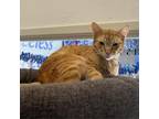 Adopt Peach (C000-183) - Chino Hills Location a Domestic Short Hair