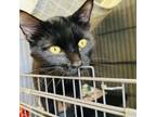 Adopt Comet (C000-206) - Costa Mesa Location a Domestic Long Hair