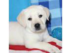 Labrador Retriever Puppy for sale in Denver, PA, USA