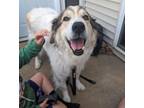 Adopt Hawkeye a Great Pyrenees