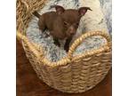 Chihuahua Puppy for sale in Woodstock, GA, USA