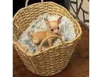 Chihuahua Puppy for sale in Woodstock, GA, USA