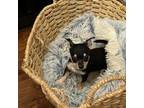 Chihuahua Puppy for sale in Woodstock, GA, USA