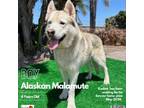 Adopt Kodiak a Alaskan Malamute