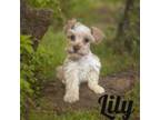 Schnauzer (Miniature) Puppy for sale in Mocksville, NC, USA