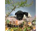 Maxwell