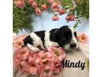 Mindy