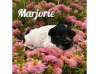 Marjorie