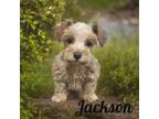 Jackson