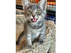 Adopt Shaquille a Tabby, Domestic Short Hair
