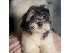 Mal-Shi Puppy for sale in Boca Raton, FL, USA