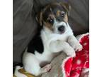 Parson Russell Terrier Puppy for sale in Edmonds, WA, USA