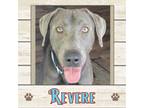 Adopt Revere a Labrador Retriever