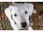 Adopt Saginaw Seven: Yeti a Boxer, Labrador Retriever