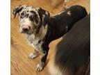 Adopt Lewis (The Explorer Pups) a Mixed Breed