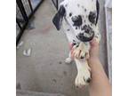 Dalmatian Puppy for sale in Winterville, NC, USA