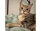 Adopt Kaiju Kitten: Trespasser a Domestic Short Hair