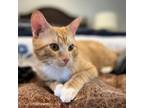 Adopt Cupcake a Domestic Short Hair