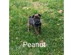 Peanut