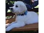 Golden Retriever Puppy for sale in Pasadena, MD, USA
