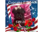 Mutt Puppy for sale in Silverhill, AL, USA