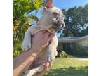 French Bulldog Puppy for sale in Dunedin, FL, USA