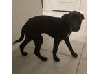 Adopt Turbo a Black Labrador Retriever