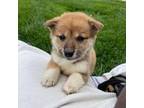 Shiba Inu Puppy for sale in Granite Quarry, NC, USA