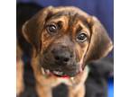 Adopt Butch a Mastiff, Bloodhound