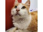 Adopt Little Nicky a Domestic Long Hair