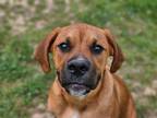 Adopt Scooby a Boxer, Terrier