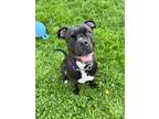 Adopt Diablo a Pit Bull Terrier, Boxer