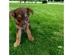 Adopt Pup boy 1 a Chocolate Labrador Retriever, Cattle Dog