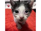 Adopt Pai a Domestic Short Hair