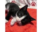 Adopt Casino a Domestic Short Hair