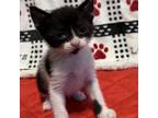 Adopt Baccarat a Domestic Short Hair