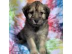 Adopt Deion Jr a Tibetan Terrier, Mixed Breed