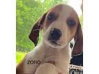 Adopt Zoro a Labrador Retriever, Hound