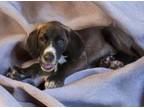 Adopt Ganon a Labrador Retriever, Hound