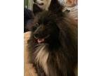 Adopt Tux a Pomeranian