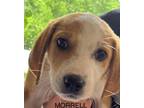 Adopt Morrell a Labrador Retriever, Hound