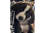 Adopt Rocket a Labrador Retriever, Hound