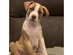 Adopt Chandler/Buck a Pit Bull Terrier