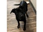 Adopt Lewis Hamilton a Pit Bull Terrier, Labrador Retriever