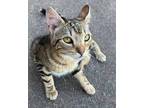 Adopt Kiwi a Domestic Short Hair, Tabby